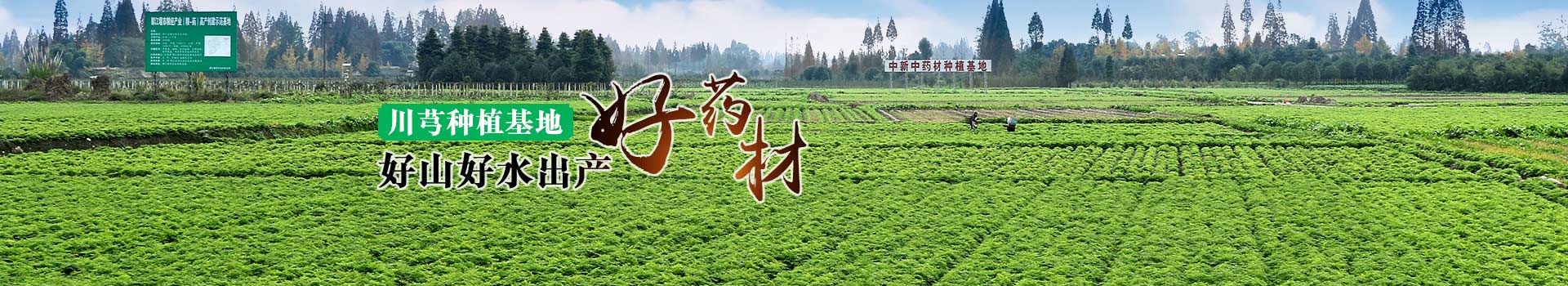 川芎種植基地，好山好水出產(chǎn)好藥材
