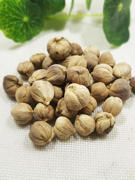 原藥材-白豆蔻